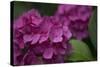 Pink Hydrangeas V-Rita Crane-Stretched Canvas