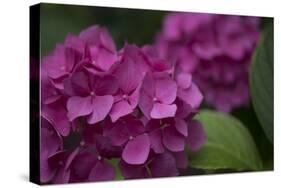 Pink Hydrangeas V-Rita Crane-Stretched Canvas