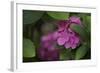 Pink Hydrangeas VI-Rita Crane-Framed Photographic Print