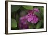 Pink Hydrangeas VI-Rita Crane-Framed Photographic Print