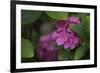 Pink Hydrangeas VI-Rita Crane-Framed Photographic Print