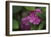 Pink Hydrangeas VI-Rita Crane-Framed Photographic Print