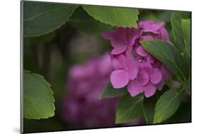 Pink Hydrangeas VI-Rita Crane-Mounted Photographic Print