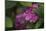 Pink Hydrangeas VI-Rita Crane-Mounted Photographic Print