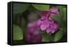 Pink Hydrangeas VI-Rita Crane-Framed Stretched Canvas