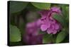 Pink Hydrangeas VI-Rita Crane-Stretched Canvas