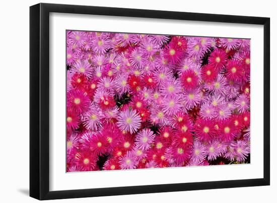 Pink Ice Flowers-Lee Peterson-Framed Photo