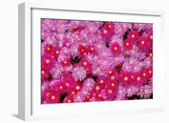 Pink Ice Flowers-Lee Peterson-Framed Photo