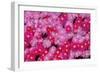 Pink Ice Flowers-Lee Peterson-Framed Photo