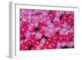 Pink Ice Flowers-Lee Peterson-Framed Photo