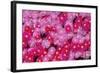 Pink Ice Flowers-Lee Peterson-Framed Photo