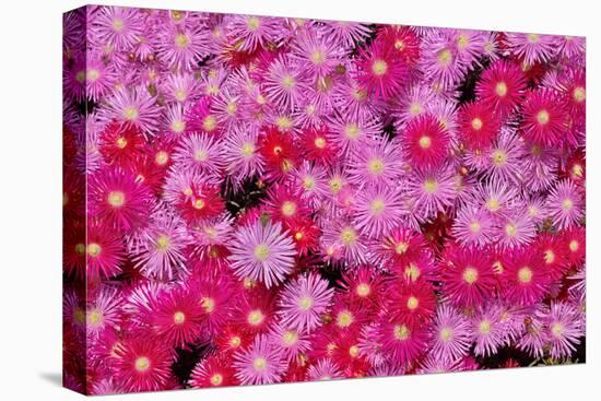 Pink Ice Flowers-Lee Peterson-Stretched Canvas