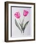 Pink impression-Sally Crosthwaite-Framed Premium Giclee Print