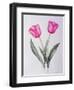 Pink impression-Sally Crosthwaite-Framed Premium Giclee Print