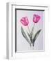 Pink impression-Sally Crosthwaite-Framed Premium Giclee Print