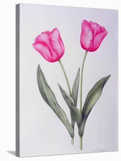 Pink impression-Sally Crosthwaite-Stretched Canvas