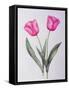 Pink impression-Sally Crosthwaite-Framed Stretched Canvas