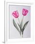 Pink impression-Sally Crosthwaite-Framed Giclee Print