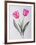 Pink impression-Sally Crosthwaite-Framed Giclee Print