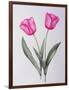 Pink impression-Sally Crosthwaite-Framed Giclee Print