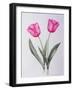 Pink impression-Sally Crosthwaite-Framed Giclee Print