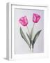 Pink impression-Sally Crosthwaite-Framed Giclee Print