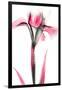 Pink Infused Iris 1-Albert Koetsier-Framed Art Print