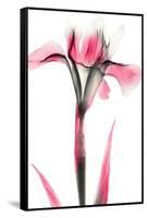 Pink Infused Iris 1-Albert Koetsier-Framed Stretched Canvas