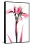 Pink Infused Iris 1-Albert Koetsier-Framed Stretched Canvas