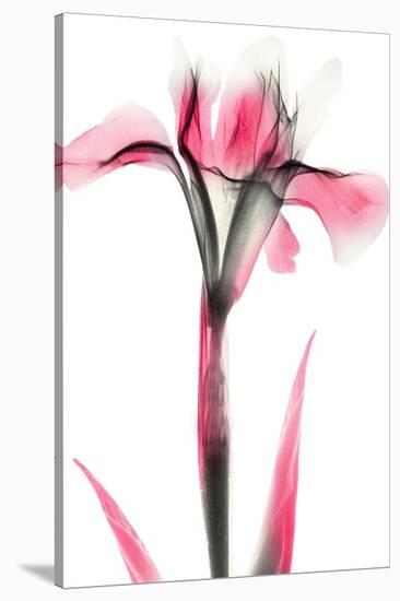 Pink Infused Iris 1-Albert Koetsier-Stretched Canvas