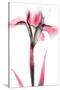 Pink Infused Iris 1-Albert Koetsier-Stretched Canvas