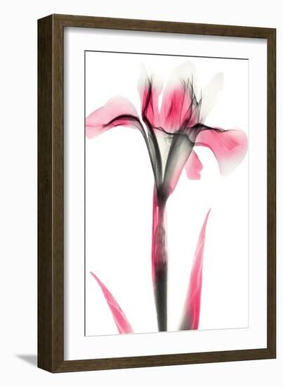 Pink Infused Iris 1-Albert Koetsier-Framed Art Print