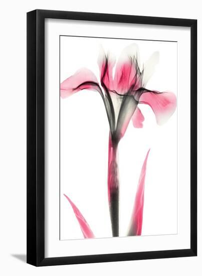 Pink Infused Iris 1-Albert Koetsier-Framed Art Print