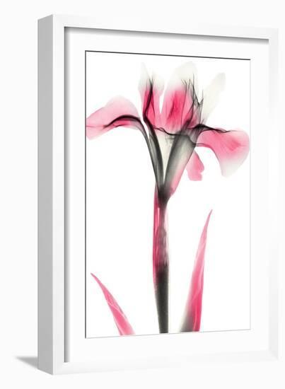Pink Infused Iris 1-Albert Koetsier-Framed Art Print