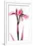 Pink Infused Iris 1-Albert Koetsier-Framed Art Print