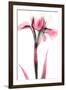 Pink Infused Iris 1-Albert Koetsier-Framed Art Print