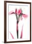 Pink Infused Iris 1-Albert Koetsier-Framed Art Print