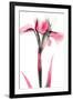 Pink Infused Iris 1-Albert Koetsier-Framed Art Print