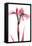 Pink Infused Iris 1-Albert Koetsier-Framed Stretched Canvas