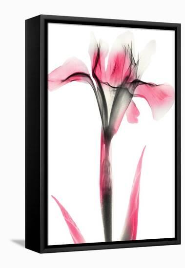 Pink Infused Iris 1-Albert Koetsier-Framed Stretched Canvas