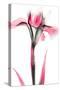 Pink Infused Iris 1-Albert Koetsier-Stretched Canvas