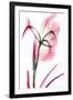 Pink Infused Iris 2-Albert Koetsier-Framed Art Print