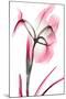 Pink Infused Iris 2-Albert Koetsier-Mounted Art Print