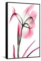 Pink Infused Iris 2-Albert Koetsier-Framed Stretched Canvas