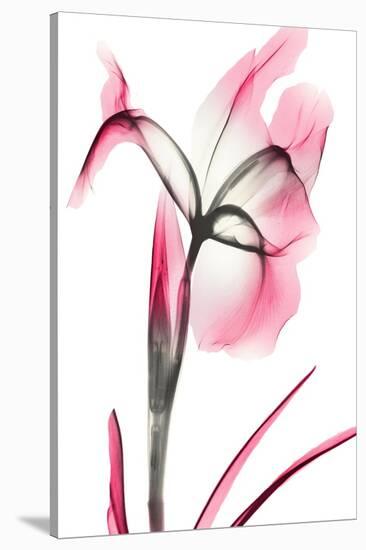 Pink Infused Iris 2-Albert Koetsier-Stretched Canvas