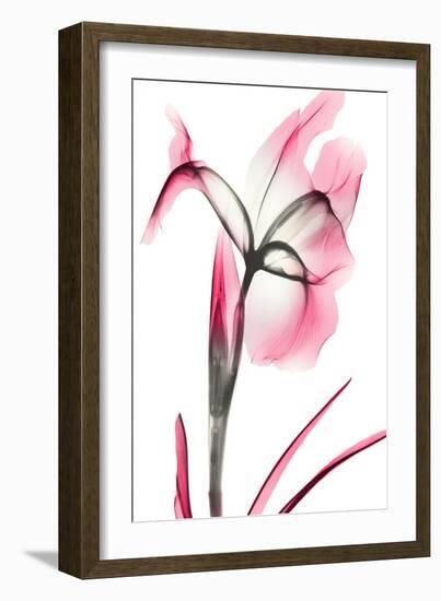 Pink Infused Iris 2-Albert Koetsier-Framed Art Print