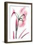 Pink Infused Iris 2-Albert Koetsier-Framed Art Print