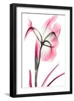 Pink Infused Iris 2-Albert Koetsier-Framed Art Print