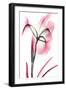 Pink Infused Iris 2-Albert Koetsier-Framed Art Print