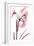Pink Infused Iris 2-Albert Koetsier-Framed Art Print